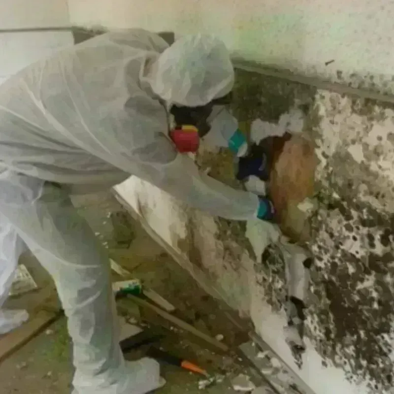 Mold Remediation and Removal in Chauvin, LA